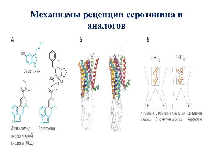 Механизмы рецепции серотонина и аналогов