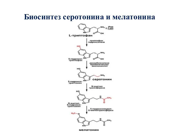 Биосинтез серотонина и мелатонина