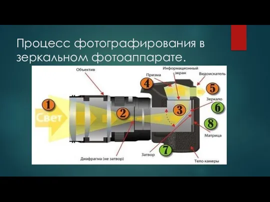 Процесс фотографирования в зеркальном фотоаппарате.