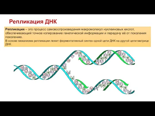 Репликация ДНК Репликация – это процесс самовоспроизведения макромолекул нуклеиновых кислот, обеспечивающий точное