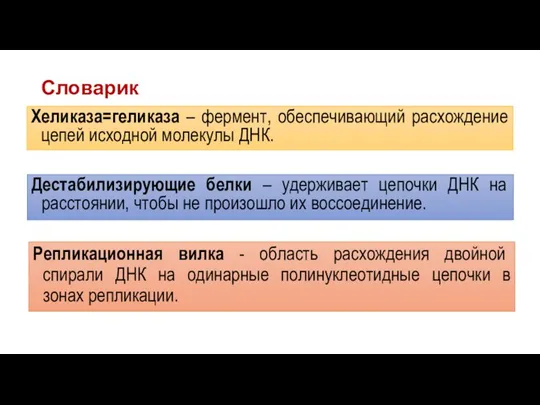 Словарик Хеликаза=геликаза – фермент, обеспечивающий расхождение цепей исходной молекулы ДНК. Дестабилизирующие белки