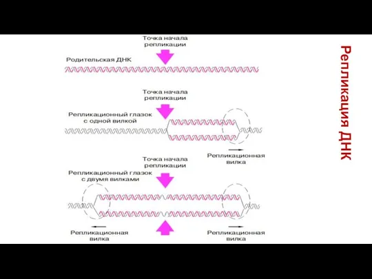 Репликация ДНК