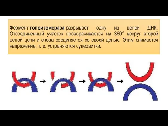 Фермент топоизомераза разрывает одну из цепей ДНК. Отсоединенный участок проворачивается на 360°
