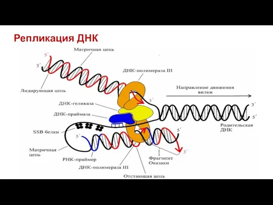 Репликация ДНК