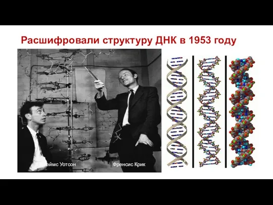 Расшифровали структуру ДНК в 1953 году Джеймс Уотсон Френсис Крик