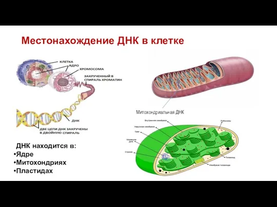 Местонахождение ДНК в клетке Митохондриальная ДНК ДНК находится в: Ядре Митохондриях Пластидах