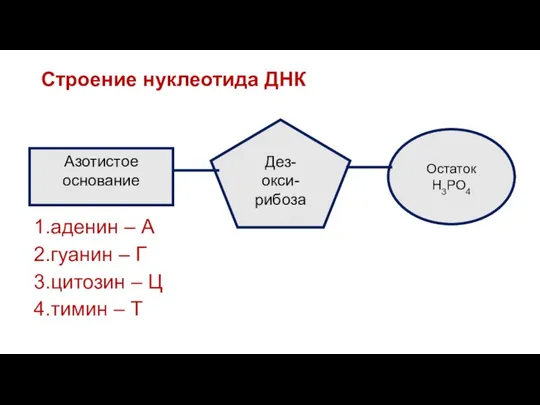 1.аденин – А 2.гуанин – Г 3.цитозин – Ц 4.тимин – Т