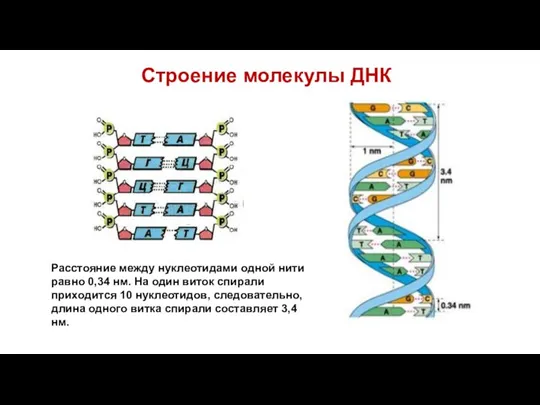 Строение молекулы ДНК Расстояние между нуклеотидами одной нити равно 0,34 нм. На