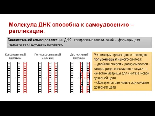 Молекула ДНК способна к самоудвоению – репликации. Биологический смысл репликации ДНК –