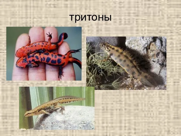 тритоны