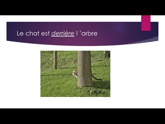 Le chat est derrière l ’arbre