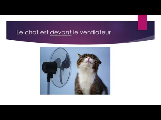 Le chat est devant le ventilateur