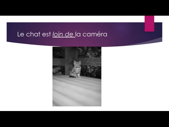 Le chat est loin de la caméra