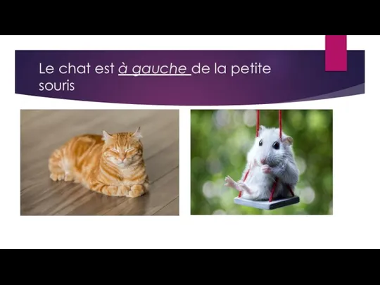 Le chat est à gauche de la petite souris