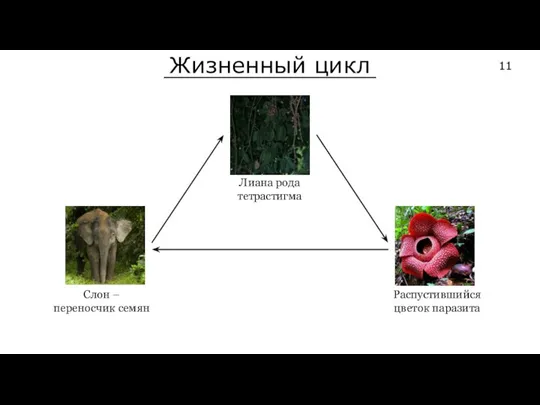 Лиана рода тетрастигма Слон – переносчик семян Распустившийся цветок паразита Жизненный цикл 11