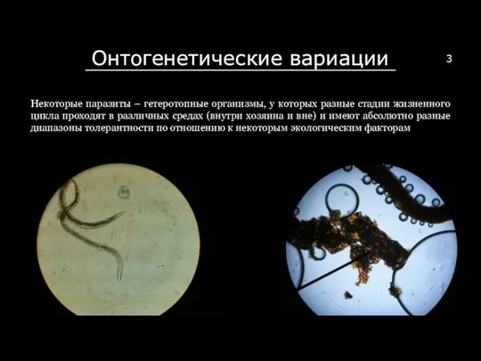 Онтогенетические вариации Некоторые паразиты – гетеротопные организмы, у которых разные стадии жизненного