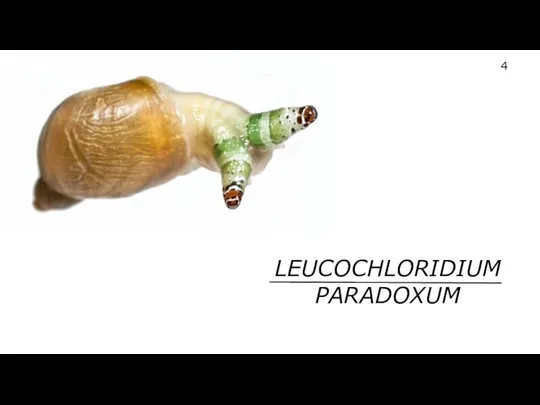 LEUCOCHLORIDIUM PARADOXUM 4