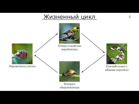 Жизненный цикл Птица семейства воробьиных Птичий помет с яйцами паразита Янтарка обыкновенная Зараженная улитка 5