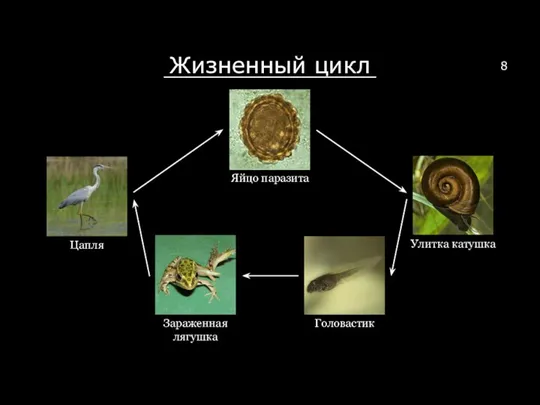 Жизненный цикл Яйцо паразита Улитка катушка Головастик Зараженная лягушка Цапля 8