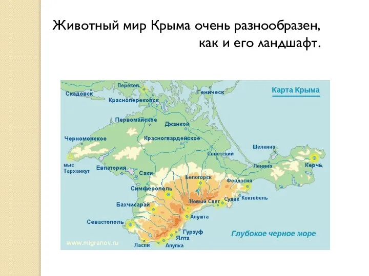 Животный мир Крыма очень разнообразен, как и его ландшафт.