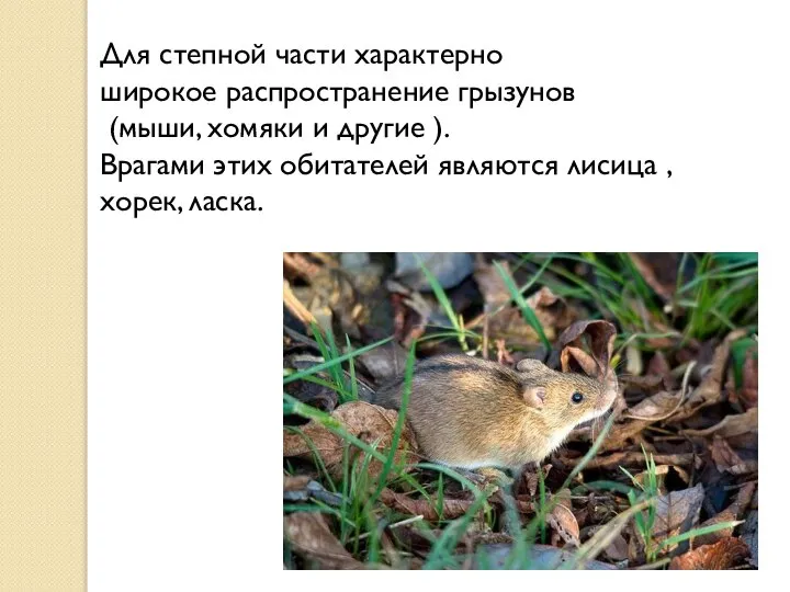 Для степной части характерно широкое распространение грызунов (мыши, хомяки и другие ).