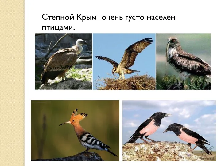 Степной Крым очень густо населен птицами.