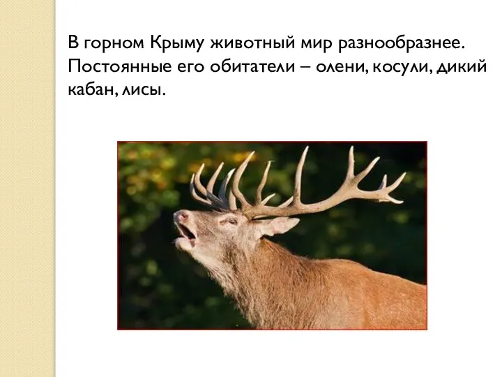 В горном Крыму животный мир разнообразнее. Постоянные его обитатели – олени, косули, дикий кабан, лисы.
