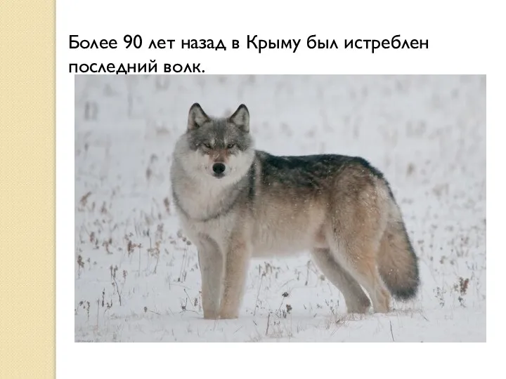 Более 90 лет назад в Крыму был истреблен последний волк.