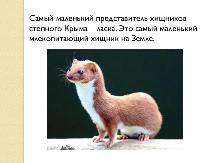 Самый маленький представитель хищников степного Крыма – ласка. Это самый маленький млекопитающий хищник на Земле.