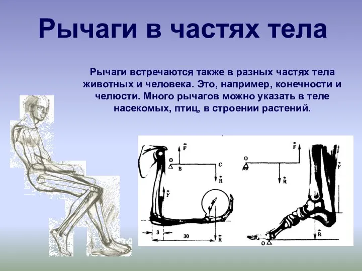 Рычаги в частях тела Рычаги встречаются также в разных частях тела животных