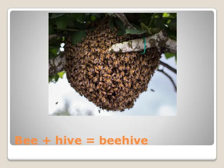 Bee + hive = beehive