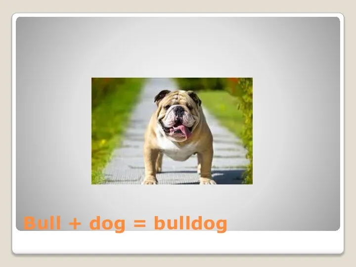 Bull + dog = bulldog