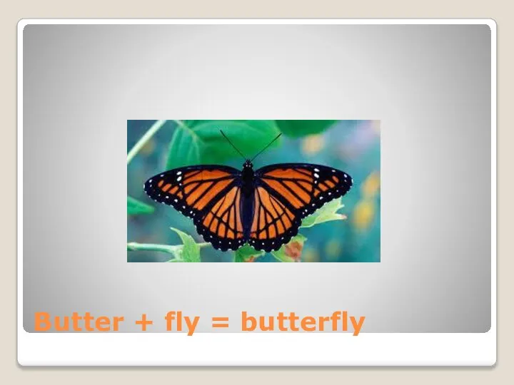 Butter + fly = butterfly