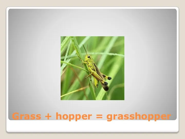 Grass + hopper = grasshopper