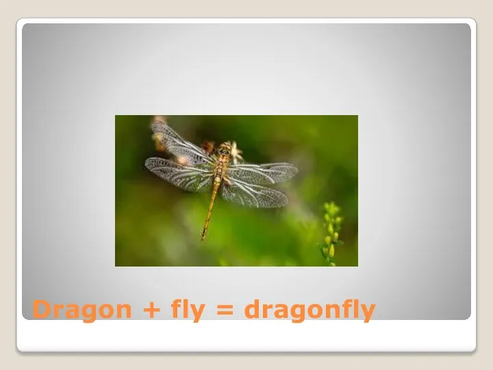 Dragon + fly = dragonfly