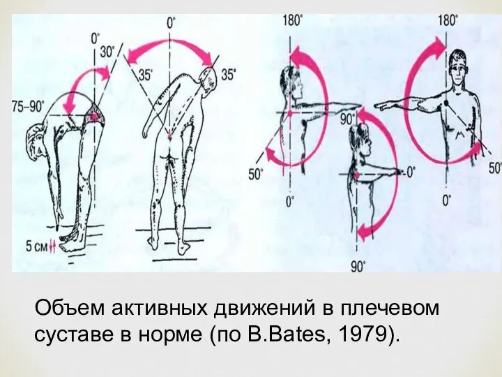 Объем активных движений в плечевом суставе в норме (по B.Bates, 1979).