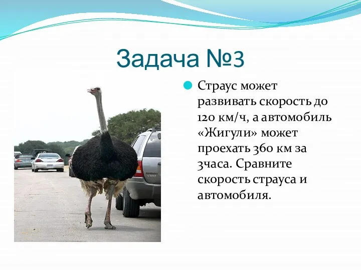 Задача №3 Страус может развивать скорость до 120 км/ч, а автомобиль «Жигули»