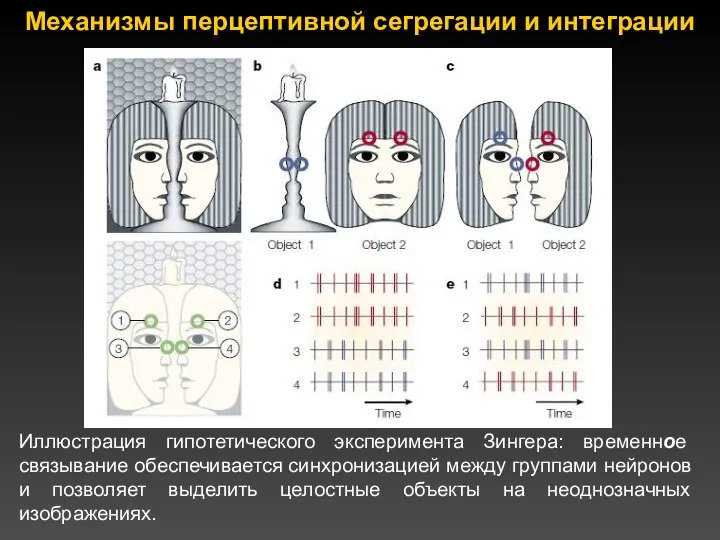 Иллюстрация гипотетического эксперимента Зингера: временное связывание обеспечивается синхронизацией между группами нейронов и