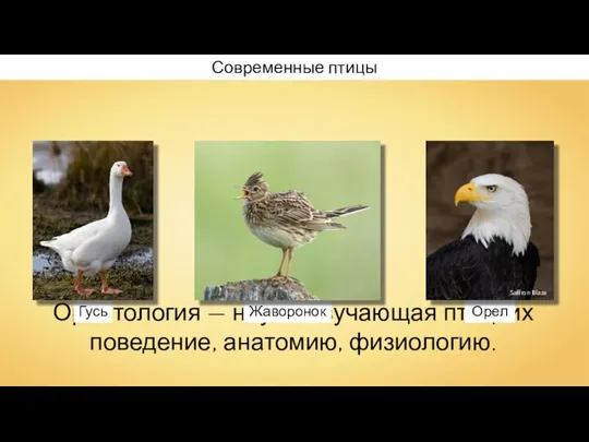 Орнитология — наука, изучающая птиц, их поведение, анатомию, физиологию. Современные птицы