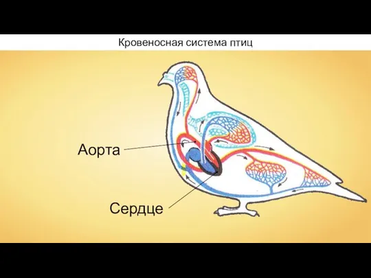 Кровеносная система птиц Сердце Аорта