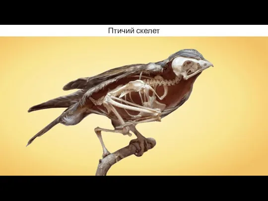 Птичий скелет