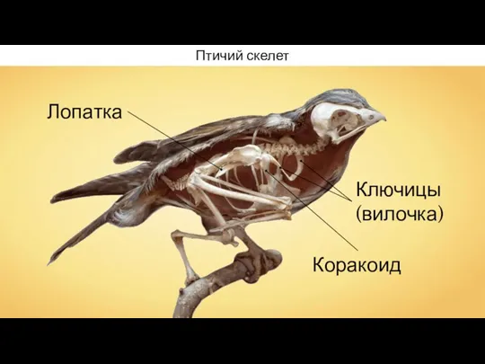 Птичий скелет Лопатка Ключицы (вилочка) Коракоид