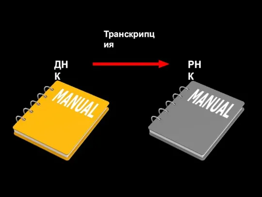 Транскрипция ДНК РНК