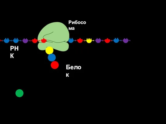 Рибосома РНК Белок