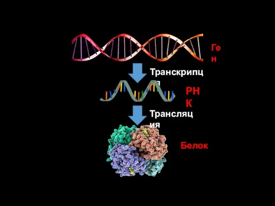 Ген Транскрипция Трансляция Белок РНК