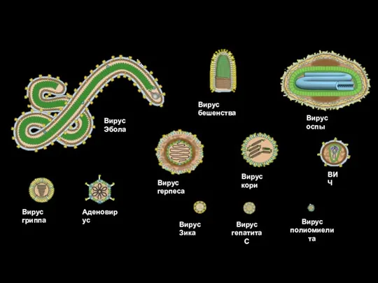 Вирус Эбола Вирус оспы Вирус герпеса Вирус бешенства Вирус кори ВИЧ Вирус