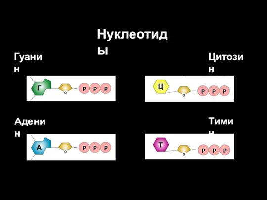 Нуклеотиды