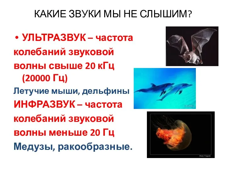 КАКИЕ ЗВУКИ МЫ НЕ СЛЫШИМ? УЛЬТРАЗВУК – частота колебаний звуковой волны свыше