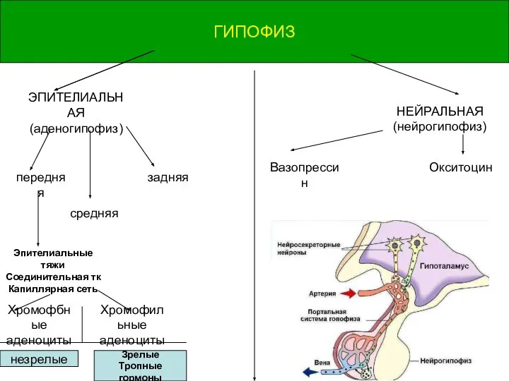 задняя задняя ГИПОФИЗ ЭПИТЕЛИАЛЬНАЯ (аденогипофиз) НЕЙРАЛЬНАЯ (нейрогипофиз) передняя средняя Эпителиальные тяжи Соединительная