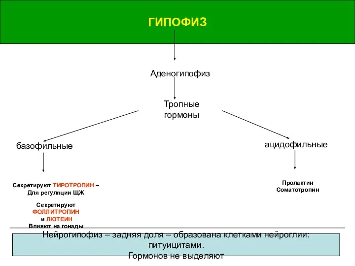 базофильные базофильные ГИПОФИЗ Аденогипофиз Тропные гормоны Секретируют ТИРОТРОПИН – Для регуляции ЩЖ